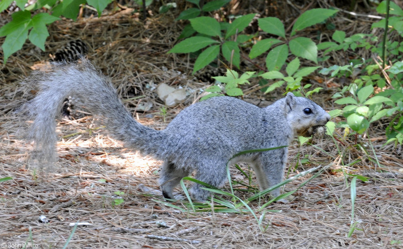 Delmarva Peninsula Fox Squirrel (Sciurus niger cinereus)500.JPG