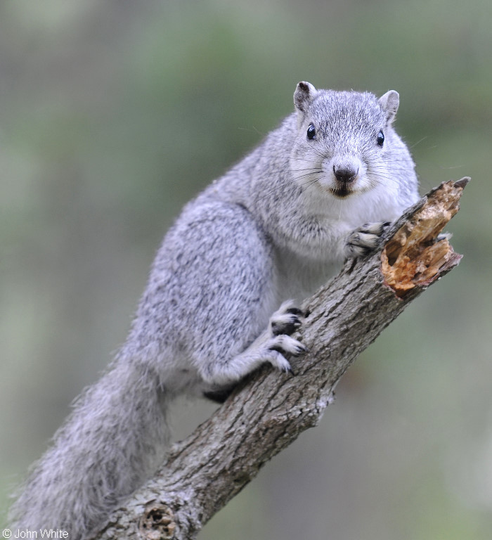 Delmarva Peninsula Fox Squirrel (Sciurus niger cinereus)501.JPG