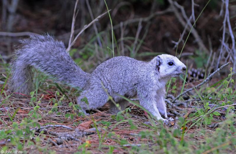 Delmarva Peninsula Fox Squirrel (Sciurus niger cinereus)502.JPG
