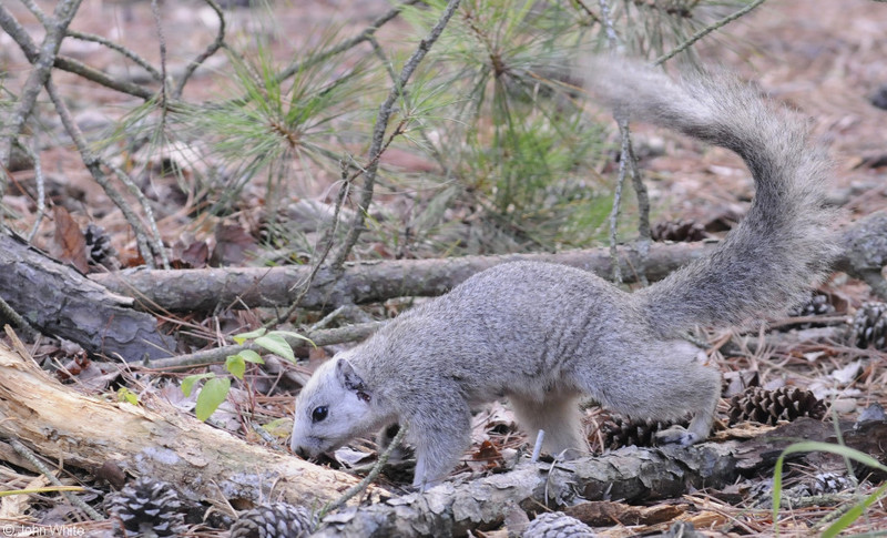 Delmarva Peninsula Fox Squirrel (Sciurus niger cinereus)503.JPG