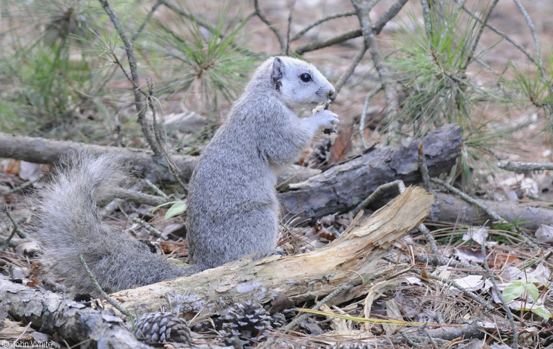 Delmarva Peninsula Fox Squirrel (Sciurus niger cinereus)505.JPG