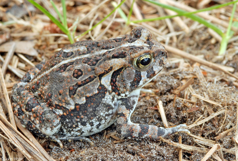 Fowler's Toad (Anaxyrus fowleri)501.JPG