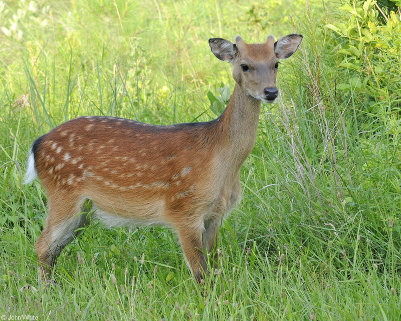 Sika Deer (Cervus nippon)500.JPG