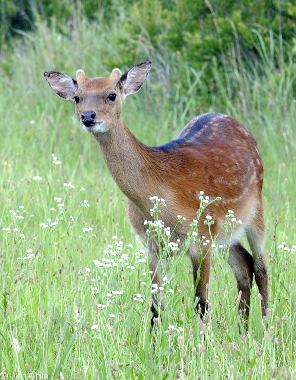 Sika Deer (Cervus nippon)501.JPG
