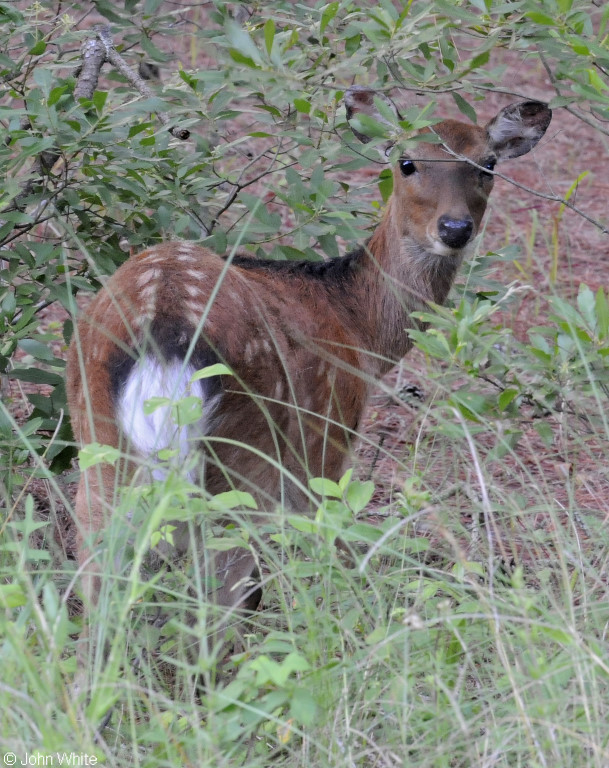 Sika Deer (Cervus nippon)502.JPG