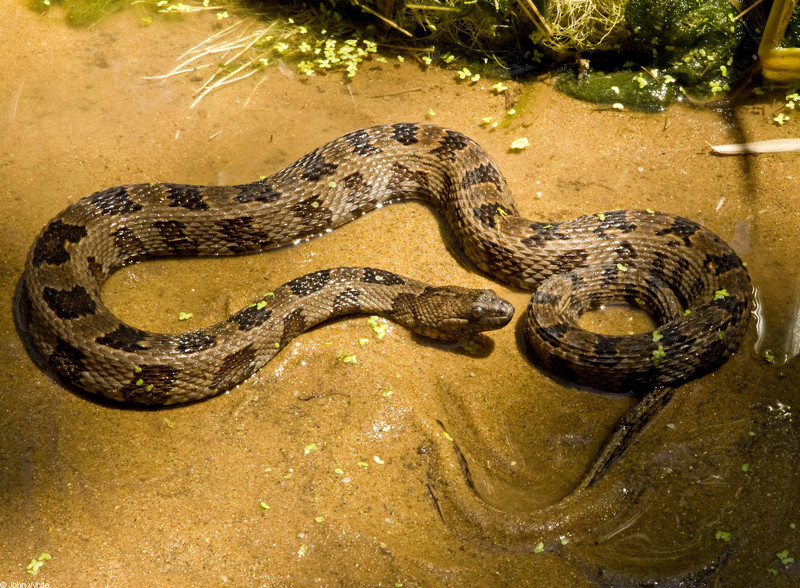 brown water snake207b.jpg