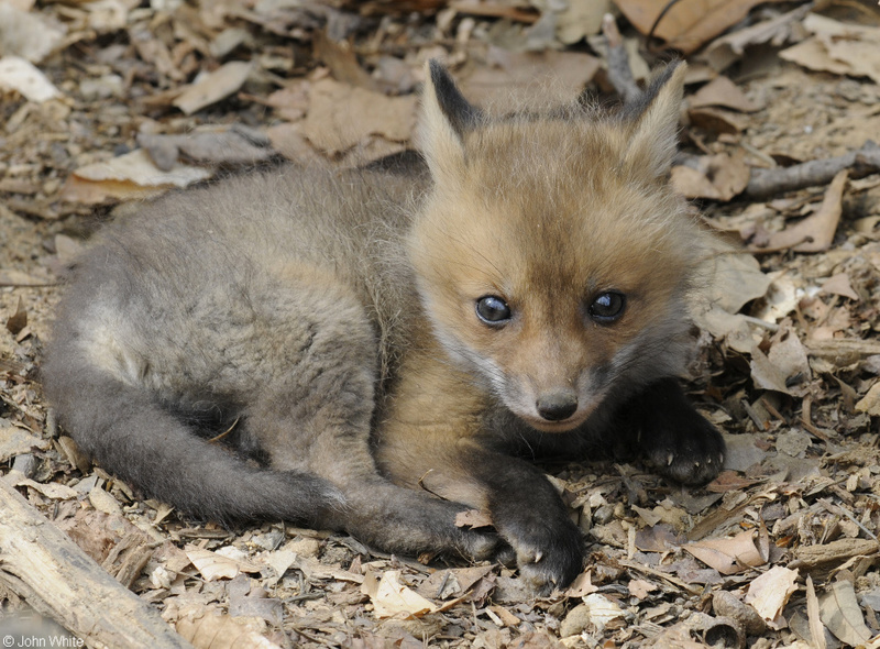 Red Fox (Vulpes vulpes).JPG
