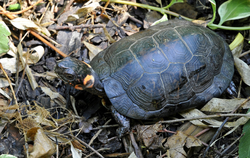 Bog Turtle (Clemmys muhlenbergii)1001.JPG