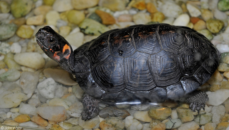 Bog Turtle (Clemmys muhlenbergii)1021.JPG