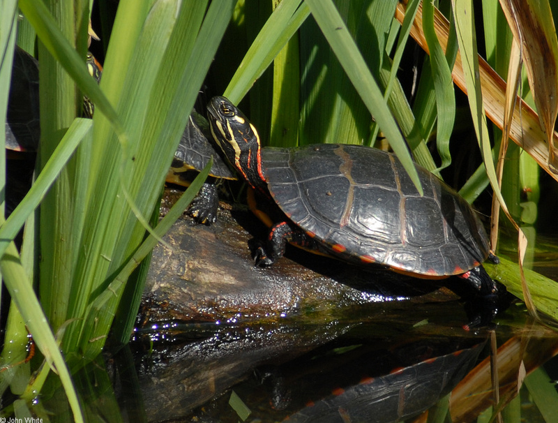 Eastern Painted Turtle (Chrysemys picta picta)3.JPG