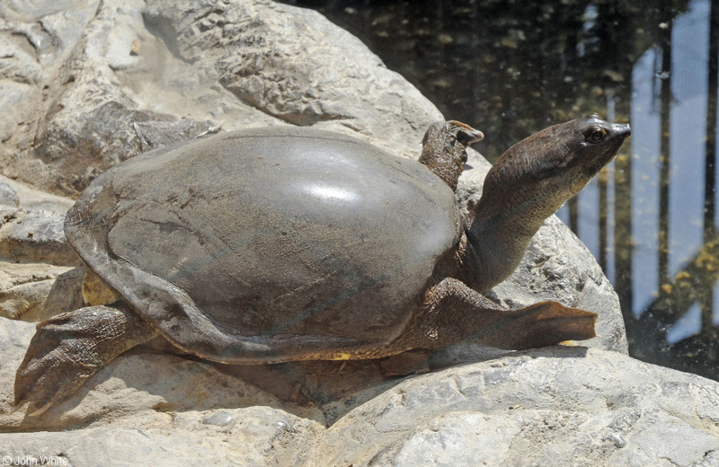 Indian flapshelled Turtle (Lissemys punctata).JPG
