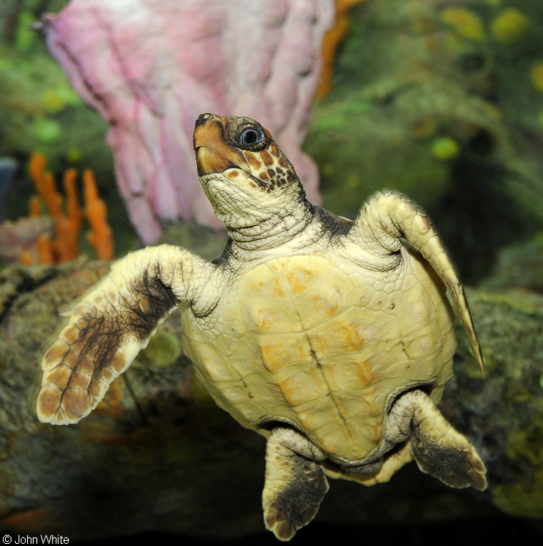 Loggerhead Sea Turtle (Caretta caretta)01.JPG