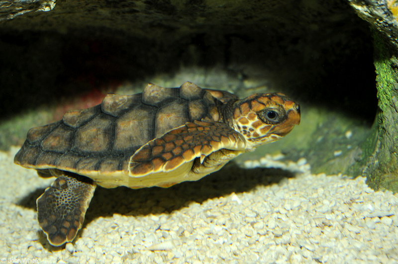 Loggerhead Sea Turtle (Caretta caretta)02.jpg