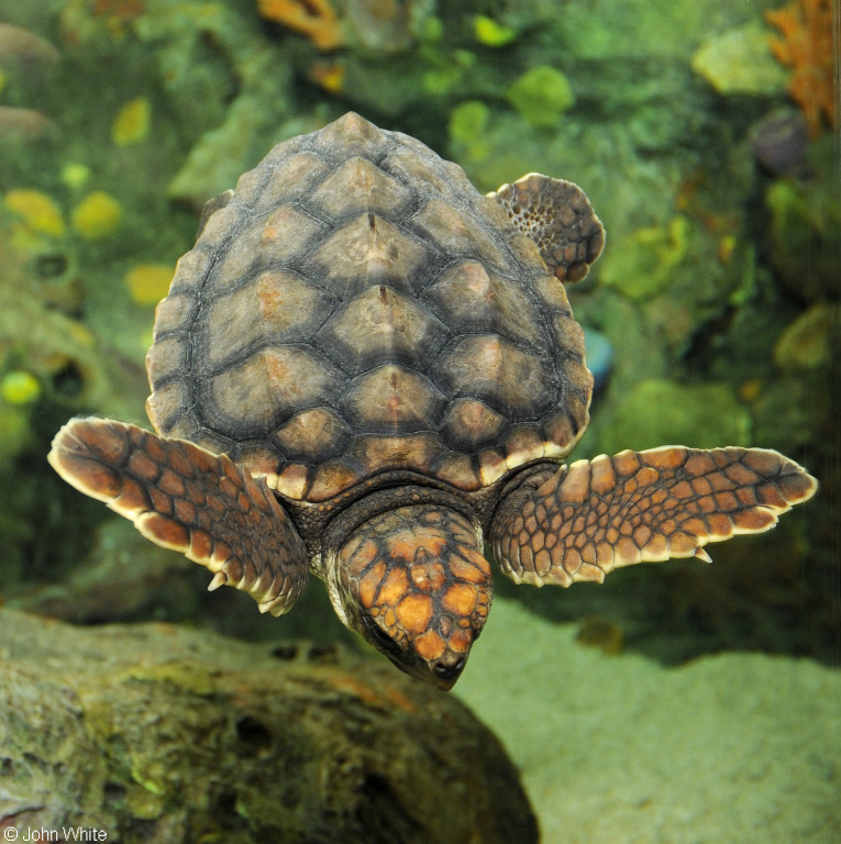 Loggerhead Sea Turtle (Caretta caretta)03.JPG