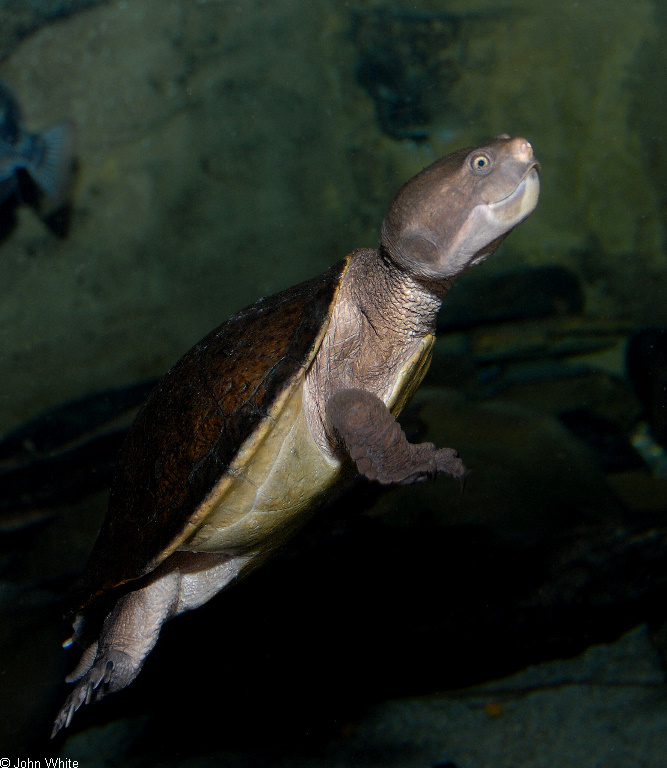 Northern Australian Snapping Turtle (Elseya dentata)0003.JPG