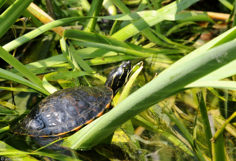 Northern Red-bellied Cooter (Pseudemys rubriventris)1.JPG