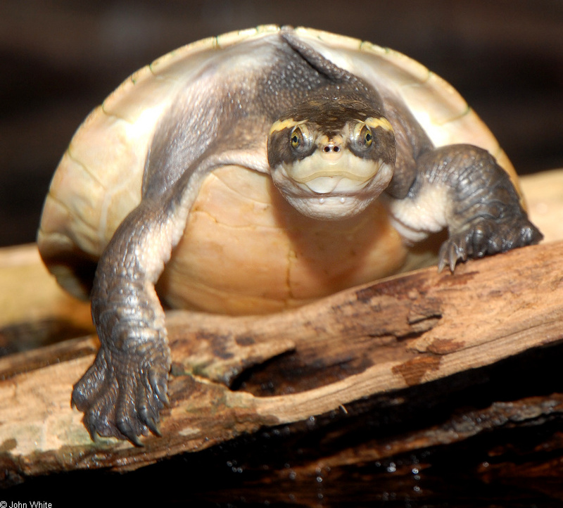 Northern Yellow-faced Turtle (Emydura tanybaraga)0003.JPG
