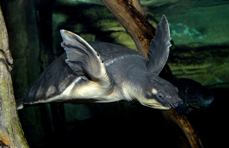 Pig-nosed Turtle (Carettochelys insculpta).JPG
