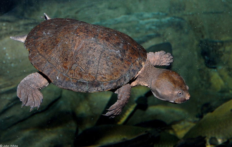 Victoria Short-necked Turtle (Emydura victoriae).JPG