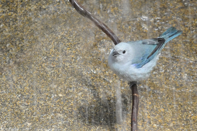 Blue-gray Tanager (Thraupis episcopus) in the rain.JPG