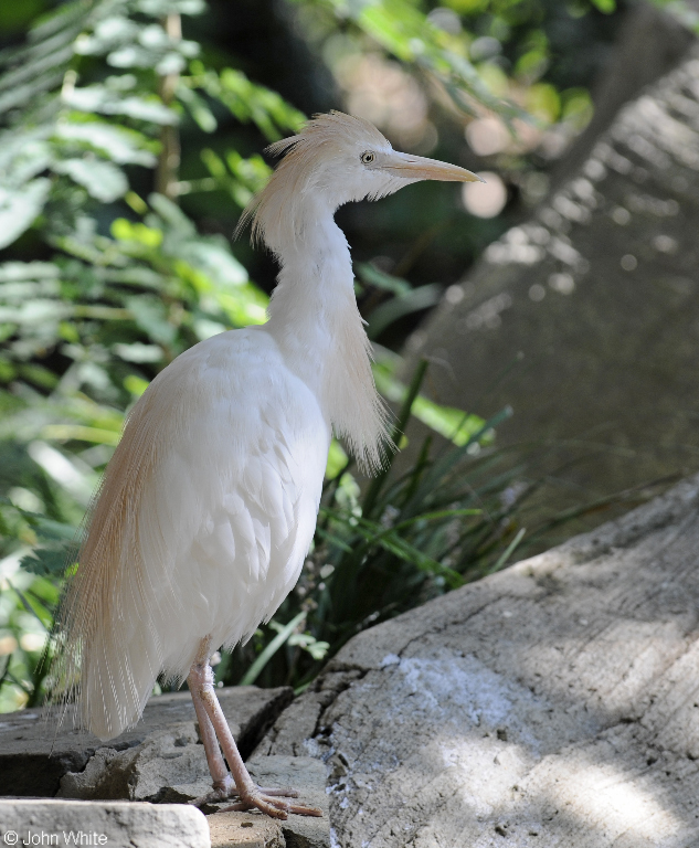 Cattle Egret (Bubulcus ibis).JPG