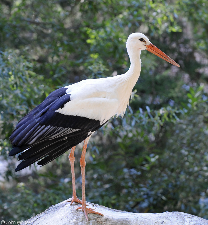 White Stork (Ciconia ciconia).JPG