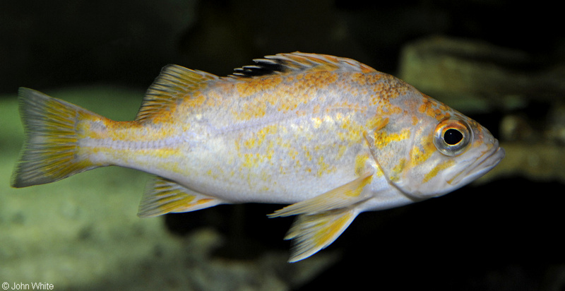 Canary Rockfish (Sebastes pinniger)20.JPG