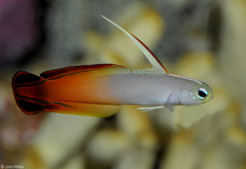 Fire Dartfish (Nemateleotris magnifica)030.JPG