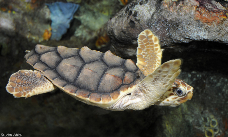 Loggerhead Sea Turtle (Caretta caretta).JPG