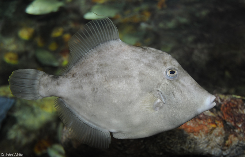 Planehead Filefish (Stephanolepis hispidus).jpg