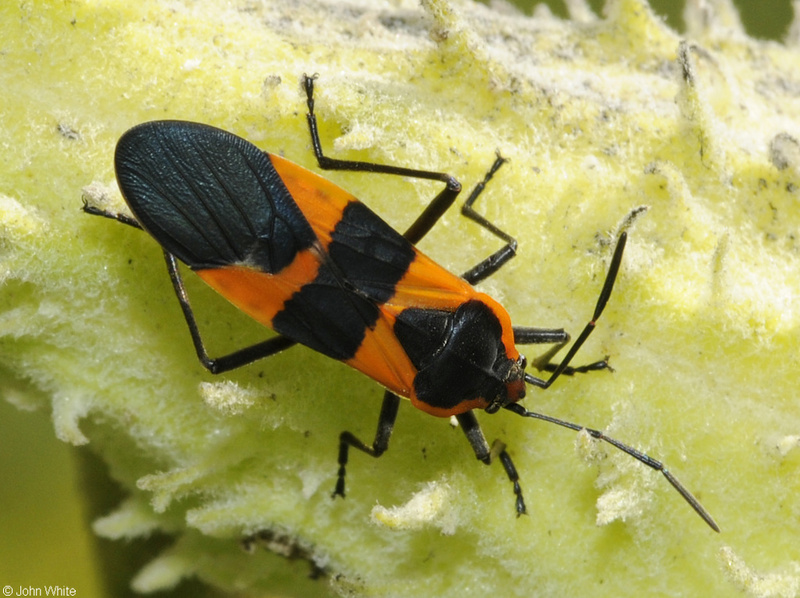 Large Milkweed Bug (Oncopeltus fasciatus).JPG