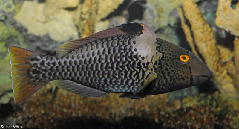 Bicolor Parrotfish (Cetoscarus bicolor).jpg