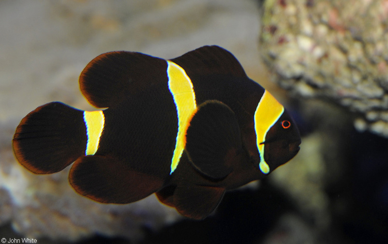 Maroon Clownfish (Premnas biaculeatus).jpg