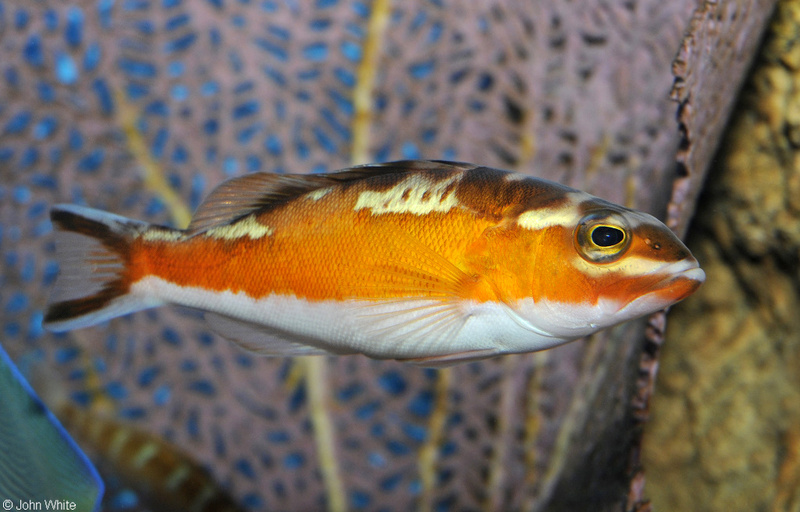 Tabacco Fish (Serranus tabacarius).jpg