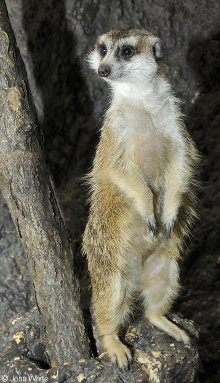 Meerkat (Suricata suricatta).JPG