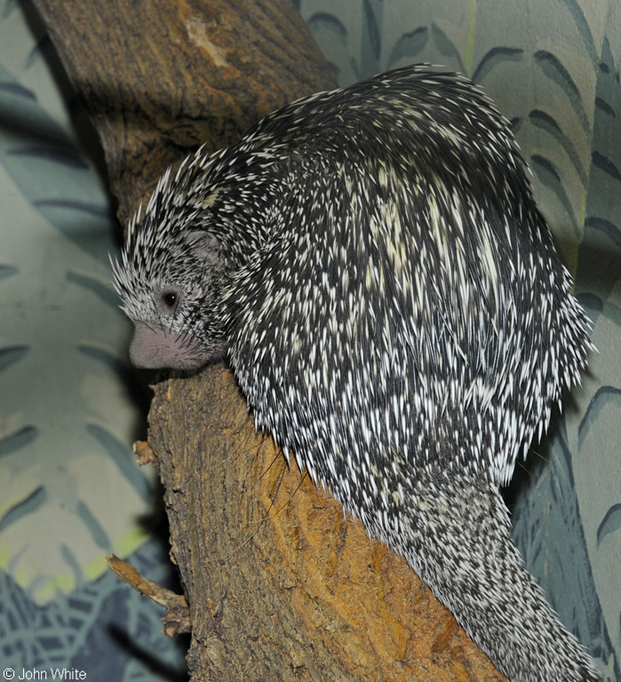 Prehensile-tailed Porcupine (Coendou prehensilis).JPG