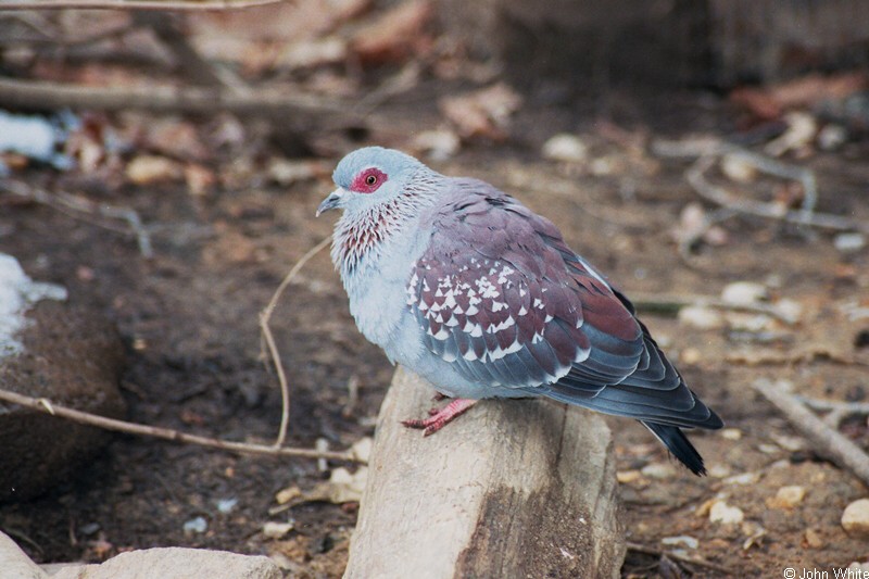 Speckled pigeon (Columba guinea).jpg