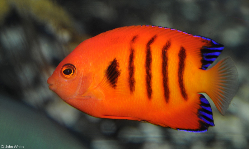 Flame Angelfish (Centropyge aurantius)09.JPG