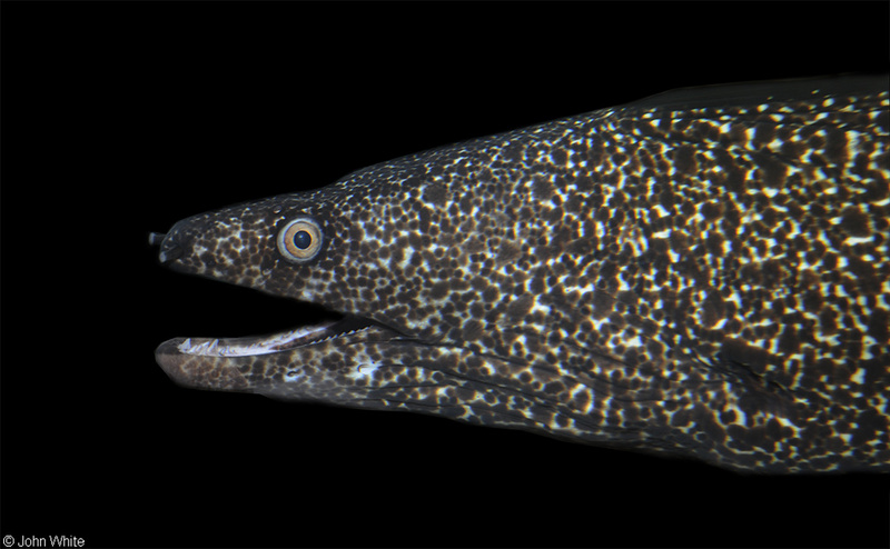 Spotted Moray Eel (Gymnothorax moringa).JPG
