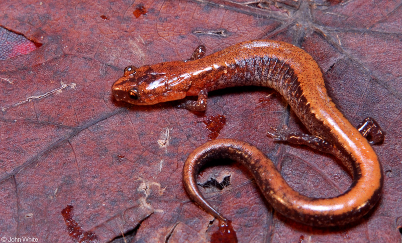 Red-backed Salamander (Plethodon cinereus).jpg