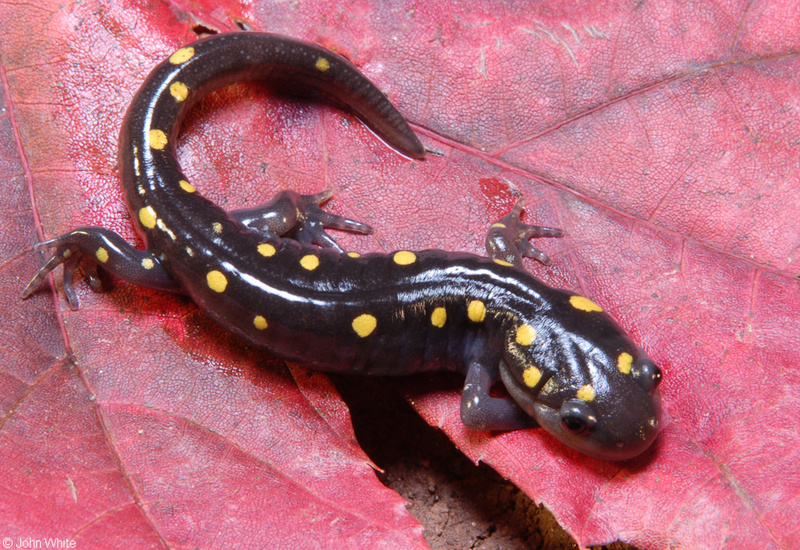 spotted salamander4000.jpg