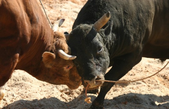 bull fight7.JPG