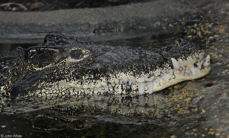 Cuban Crocodile (Crocodylus rhombifer).JPG