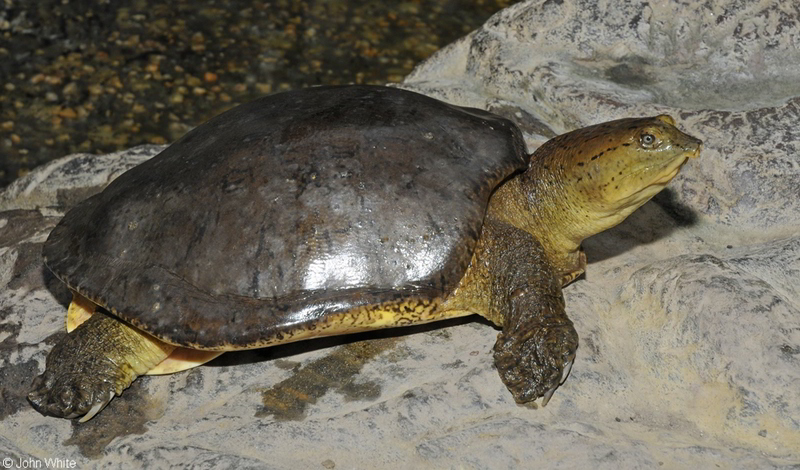 Indian flapshelled Turtle (Lissemys punctata)300.jpg
