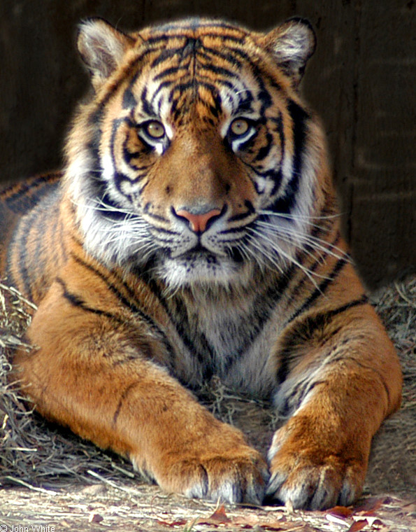 Sumatran Tiger (Panthera tigris sumatrae)1.jpg