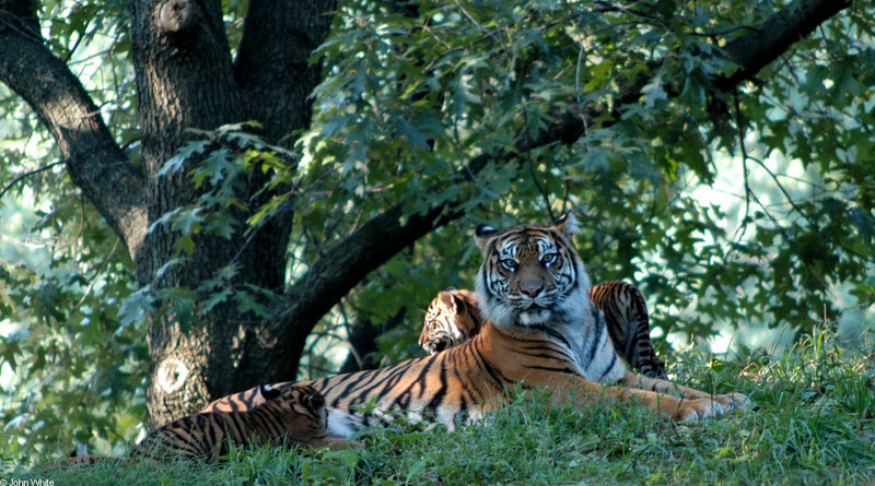 Sumatran Tiger (Panthera tigris sumatrae)012.JPG