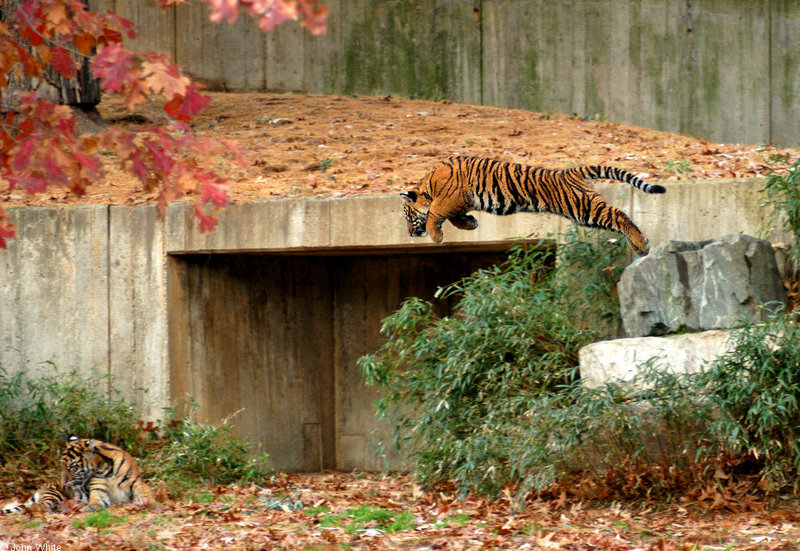 Sumatran Tiger (Panthera tigris sumatrae)1000.jpg