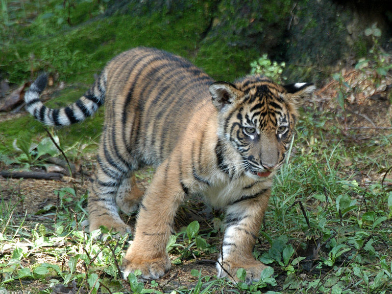 Sumatran Tiger cub500.jpg