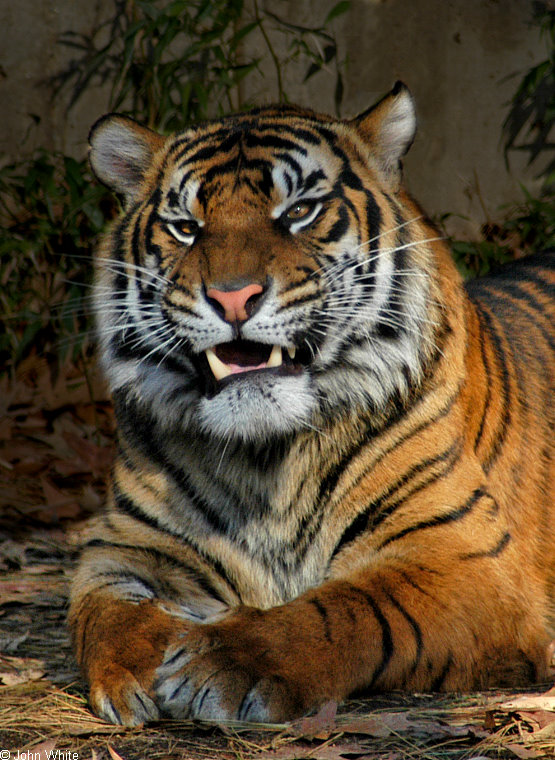 tiger yawn101.jpg