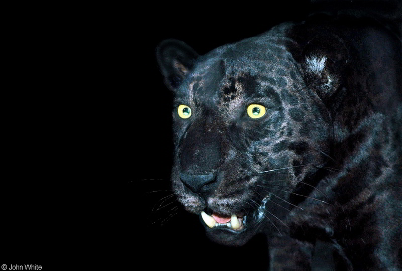 Black Panther-Leopard (Panthera pardus)lr.jpg